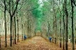Giá cao su kỳ hạn tại Tokyo ngày 7/4 giảm mạnh do đồng yên tăng mạnh